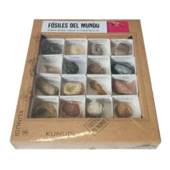 Caja de fósiles del mundo