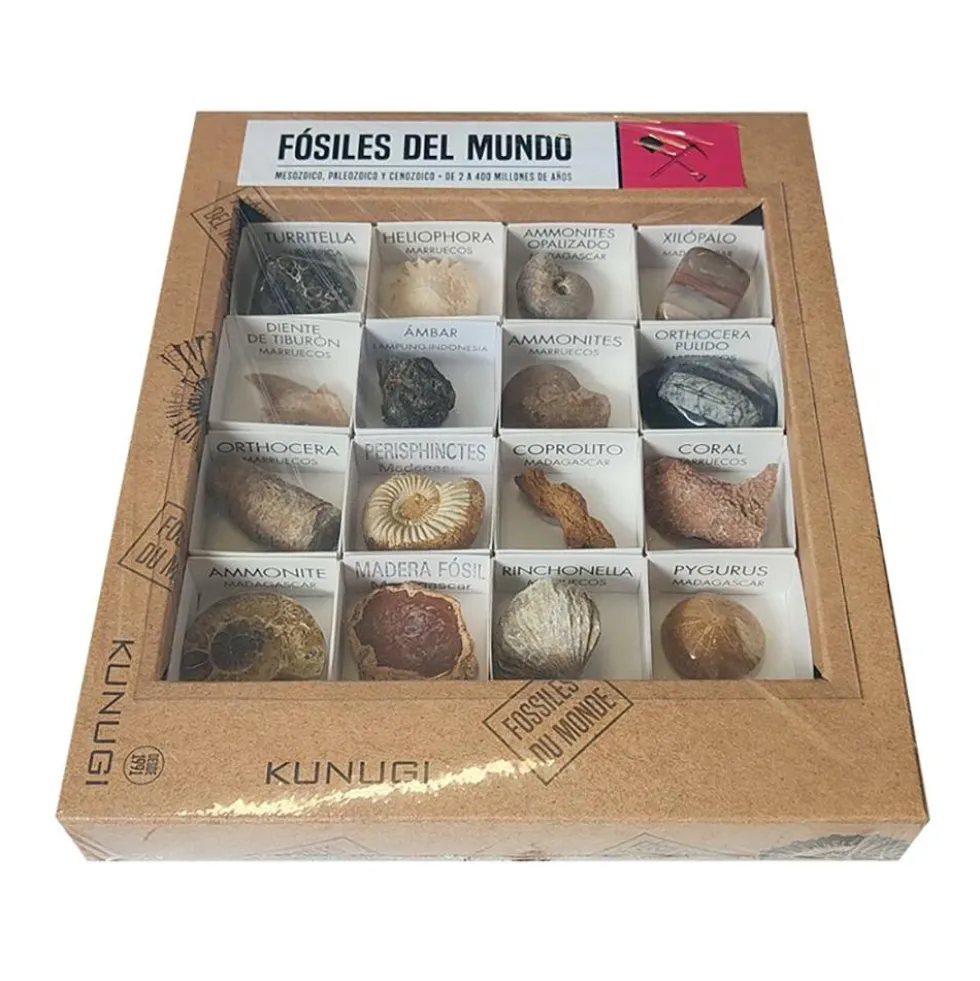 Caja de fósiles del mundo