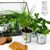 Kit de cultivo invernadero cristal aromáticas bio con 3 macetas metal