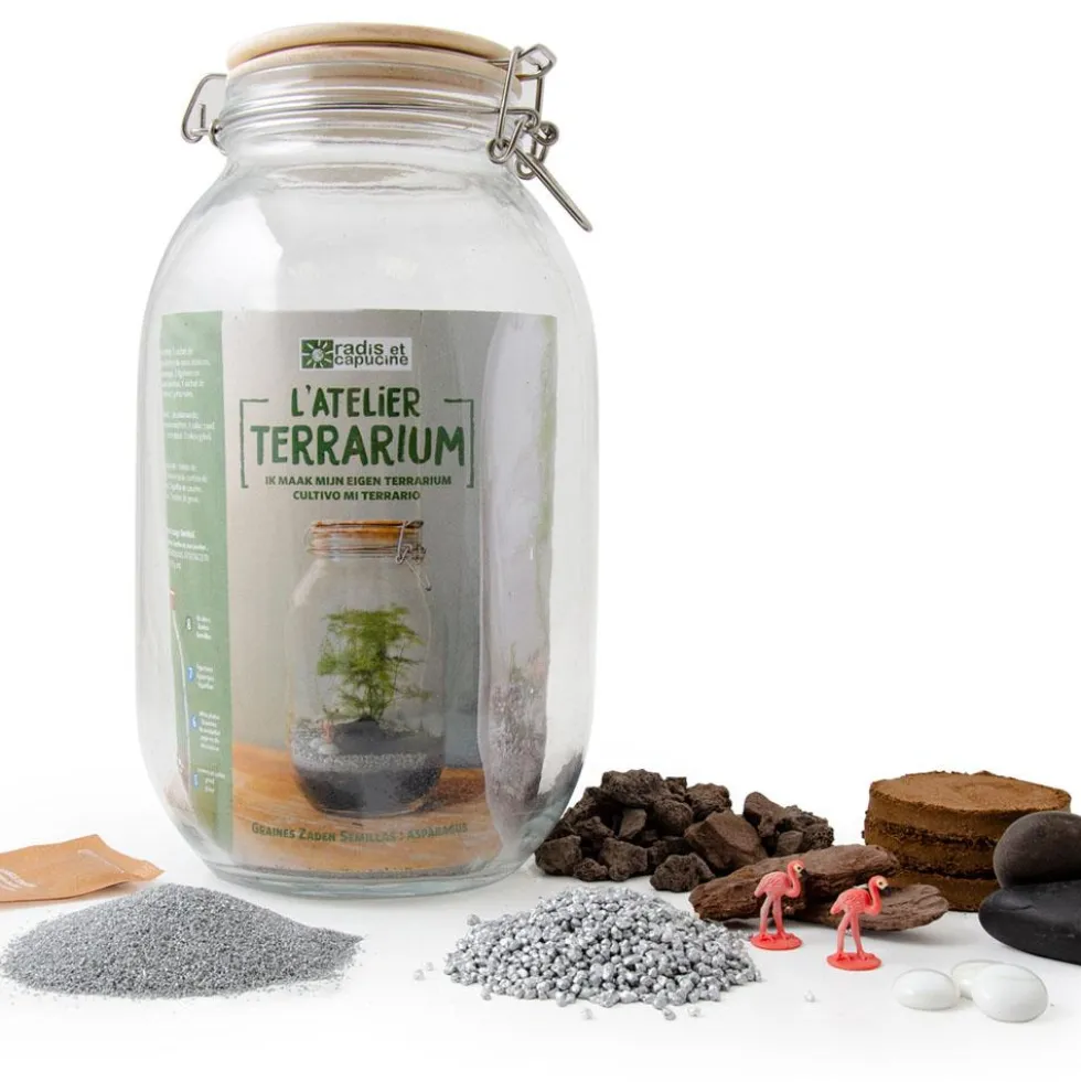 Kit de cultivo Terrarium de cristal espárragos