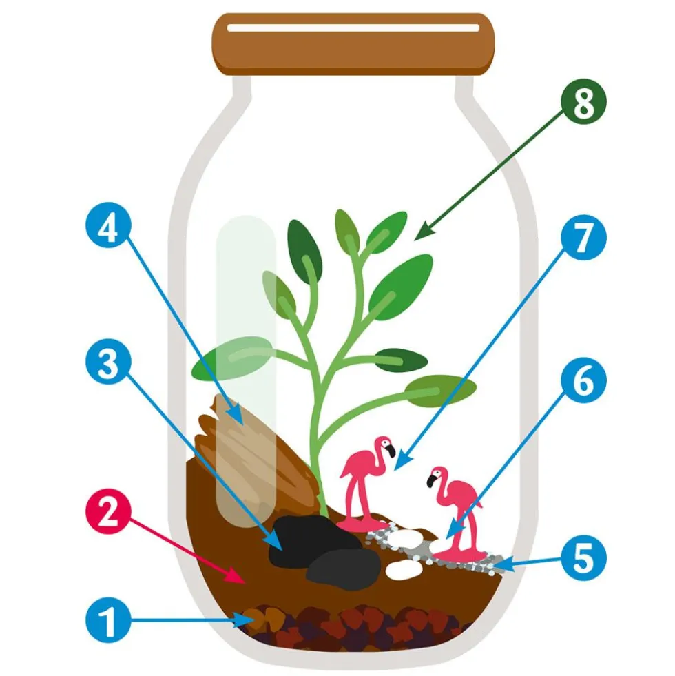 Kit de cultivo Terrarium de cristal espárragos