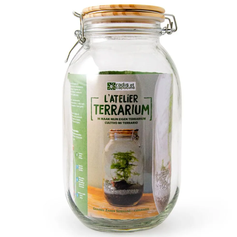 Kit de cultivo Terrarium de cristal espárragos