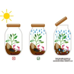 Kit de cultivo Terrarium de cristal espárragos