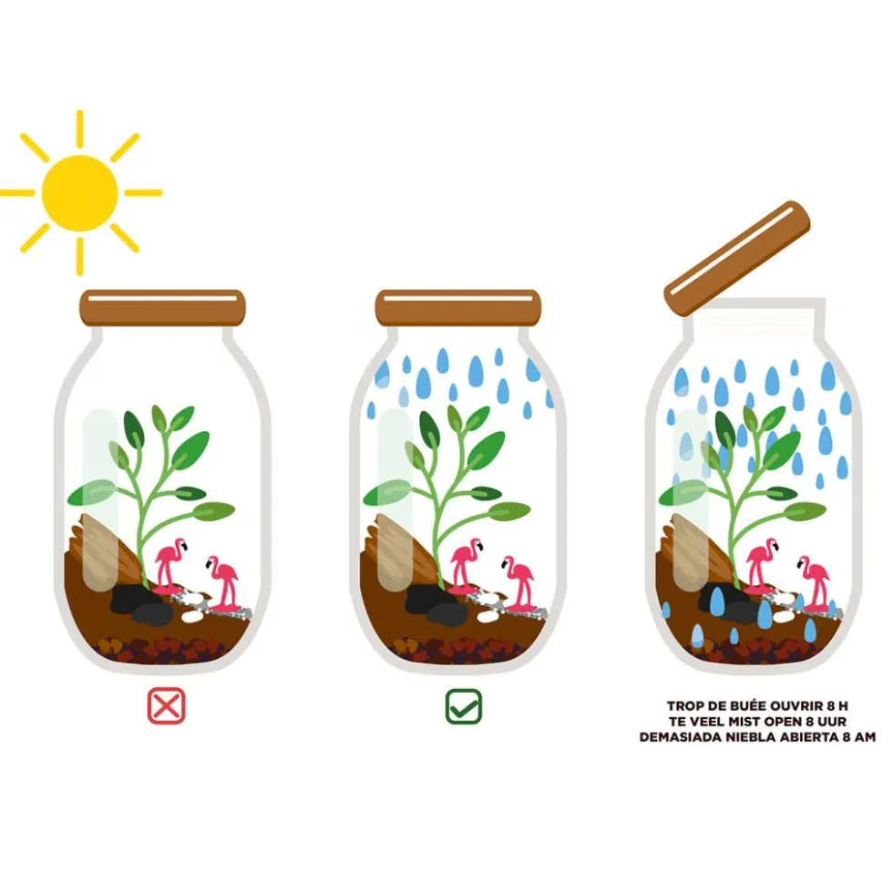 Kit de cultivo Terrarium de cristal espárragos