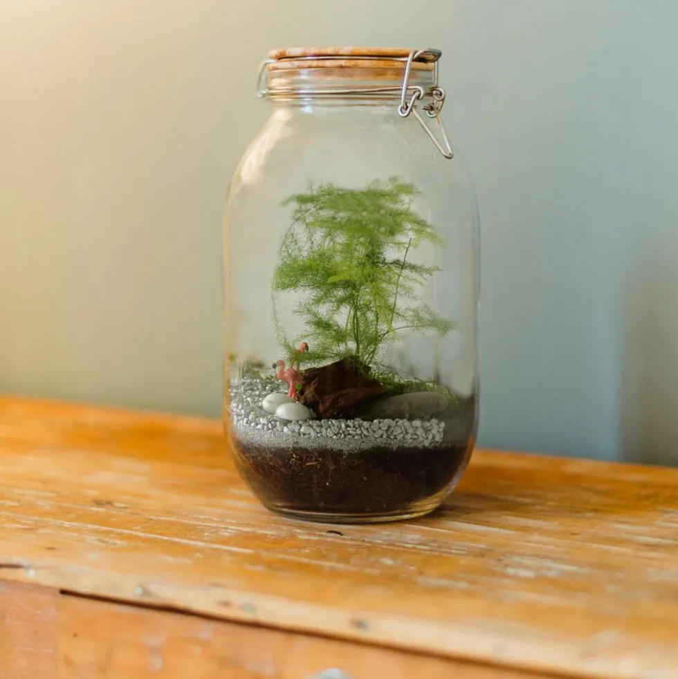 Kit de cultivo Terrarium de cristal espárragos