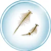 Set de cultivo criaturas marinas Saltwater creatures