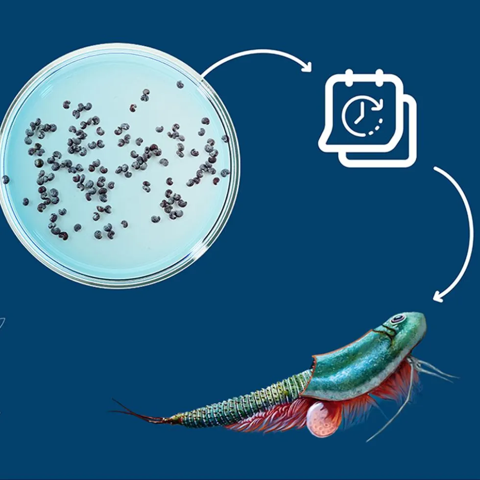 Set de cultivo criaturas marinas Triops world