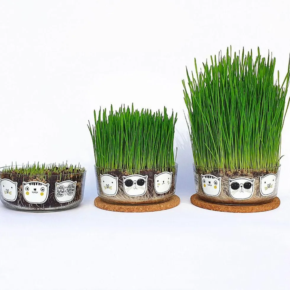 Set de cultivo de hierba gatera