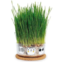Set de cultivo de hierba gatera