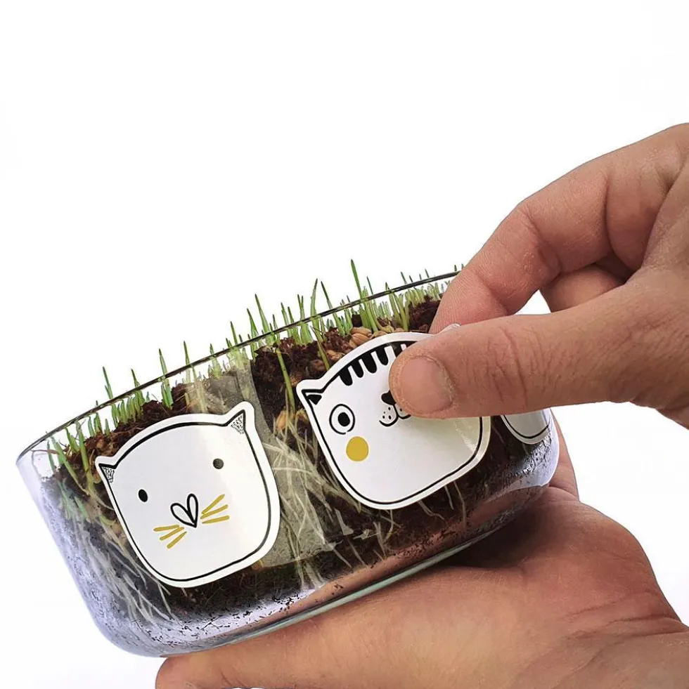 Set de cultivo de hierba gatera