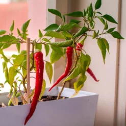 Set de cultivo pimientos picantes ¡Peligro!