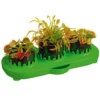 Set de cultivo planta carnívora Venus flytrap