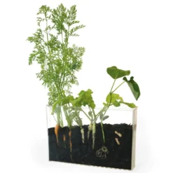 Vivarium kit de cultivo y observación de raíces