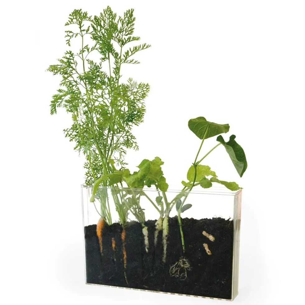 Vivarium kit de cultivo y observación de raíces