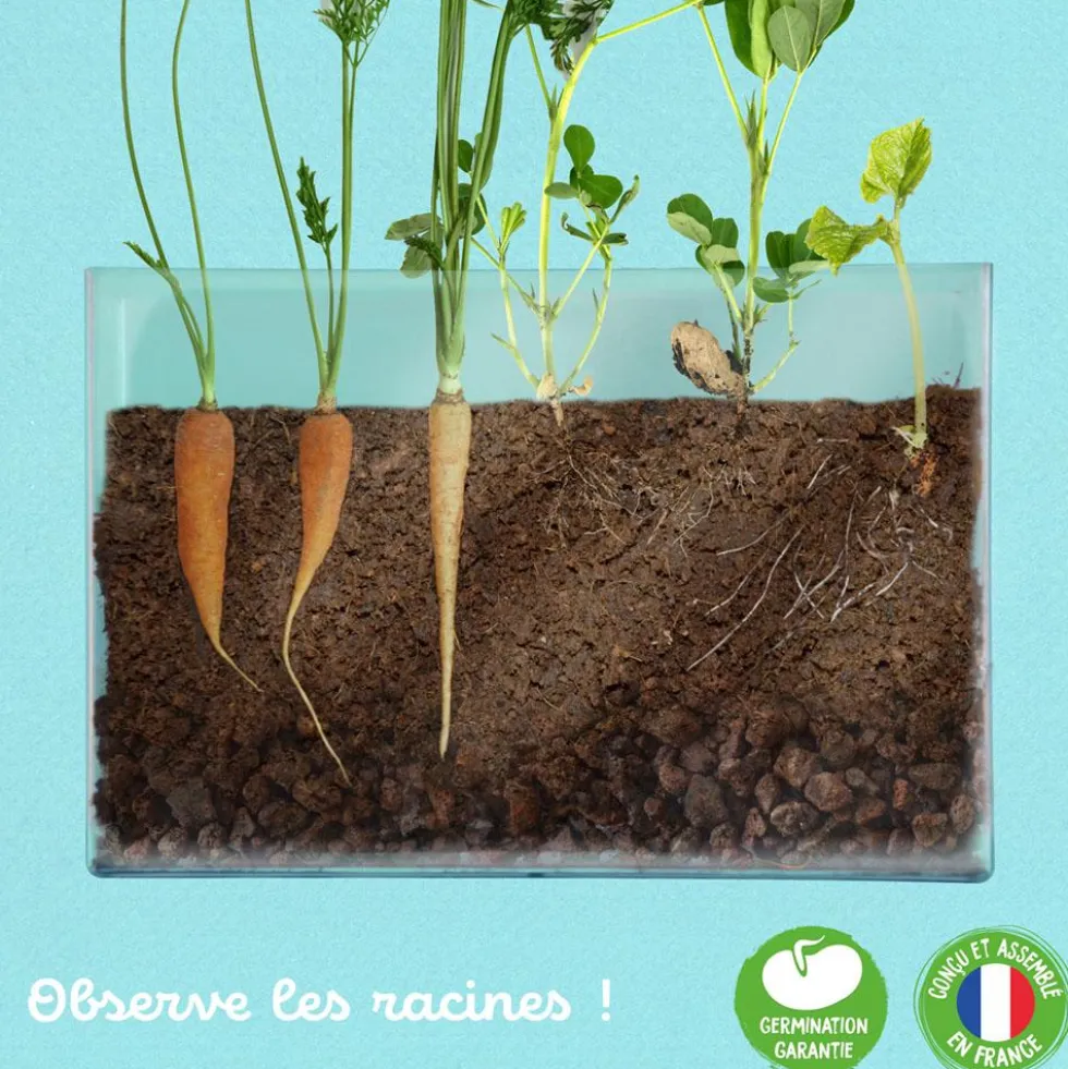 Vivarium kit de cultivo y observación de raíces